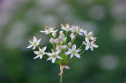 如何腌制韭菜花，详解三种方法