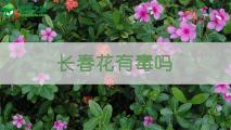 长春花有毒吗