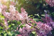 丁香花有什么品种，盘点10种最美丁香花品种