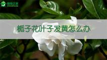 栀子花叶子发黄怎么办