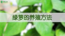 绿萝的养殖方法