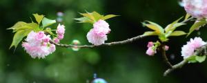 青岛八大关樱花