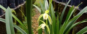 龙岩素兰花种植技巧