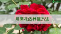 月季花的养殖方法