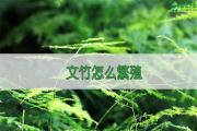 文竹怎么繁殖