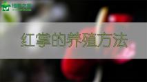 红掌的养殖方法