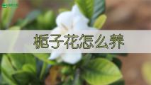 栀子花怎么养