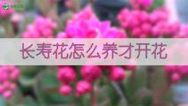 长寿花怎么养才开花