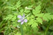 还亮草什么时候开花，花期大概在3～5月