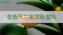 金鱼吊兰能放卧室吗