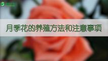 月季花的养殖方法和注意事项