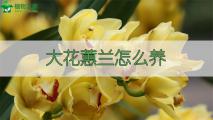 大花蕙兰怎么养