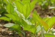 香椿种子怎么种植，选种催芽播种十天就能生根长叶