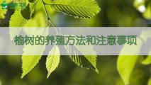 榆树的养殖方法和注意事项