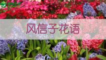 风信子花语