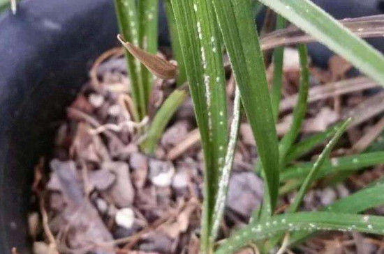 兰花蚧壳虫怎样彻底消灭