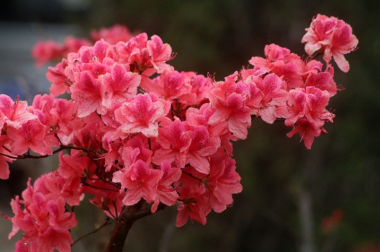 杜鹃花喜欢酸性土还是碱性土