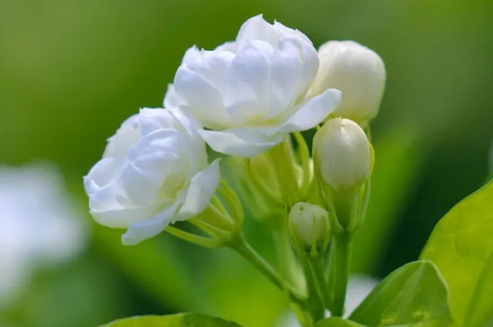 夏天开的花都有什么花