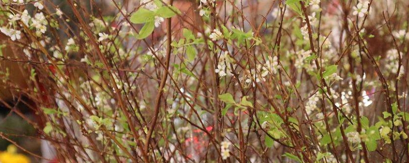 雪柳花期