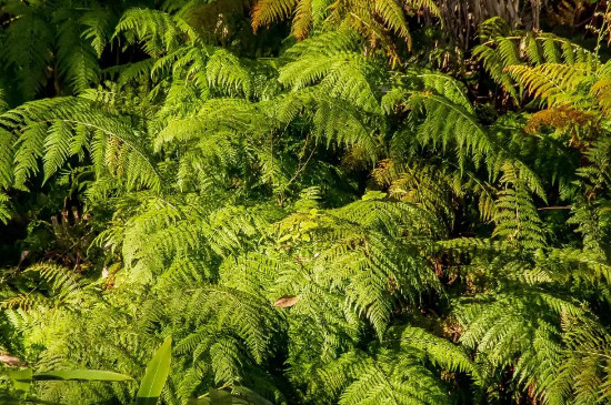 苔藓植物有根吗