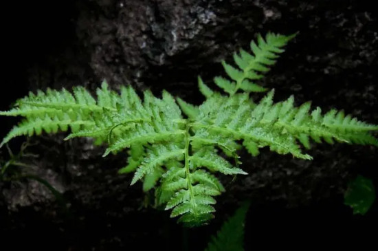 苔藓植物有根吗