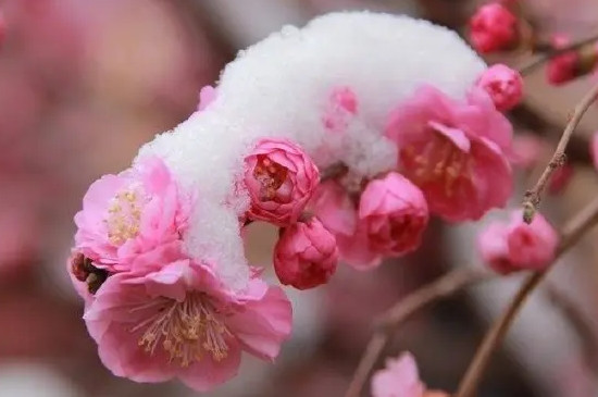 霁风花是什么花