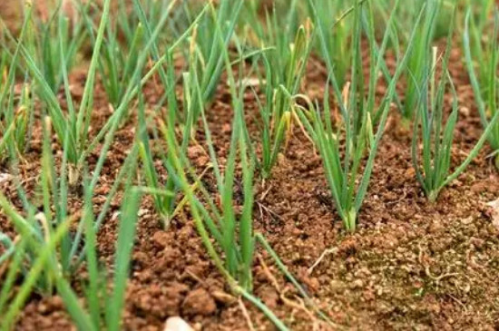 小葱的种植方法与时间