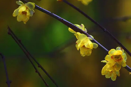 黄腊梅的花语和象征