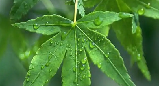 绿色植物的蒸腾作用