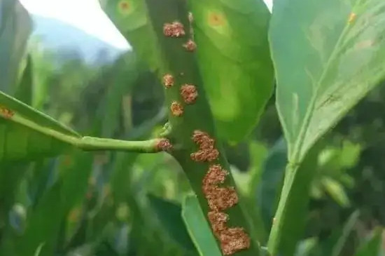 植物细菌性的病害包括有哪些