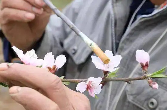 闭花授粉什么意思