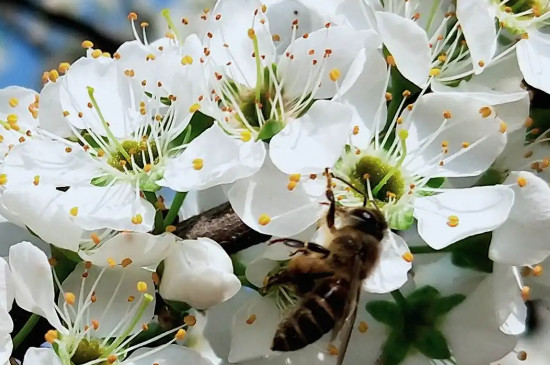 梨花花芽发育差,疏花芽时该怎么办