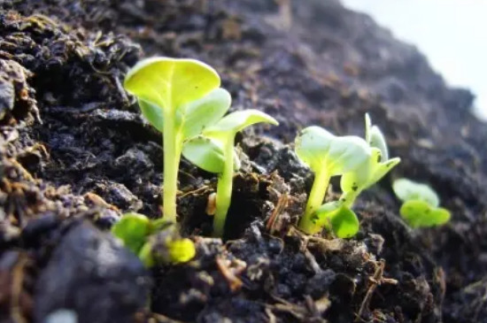 阳光玫瑰种植技术与管理