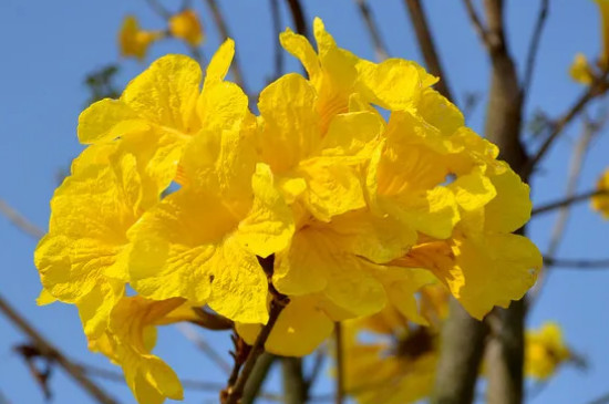 黄花风铃木花期