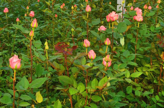 玫瑰花种植基地在哪里