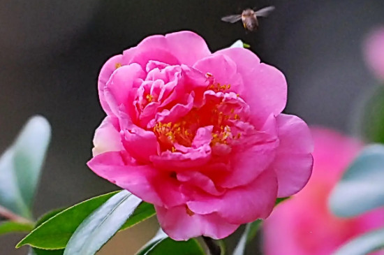 茶花的花语和寓意