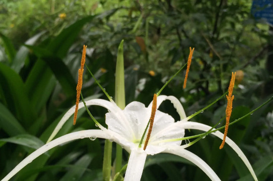 两性花一定是雌雄同株吗