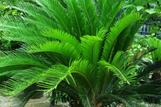 被子植物和裸子植物的区别