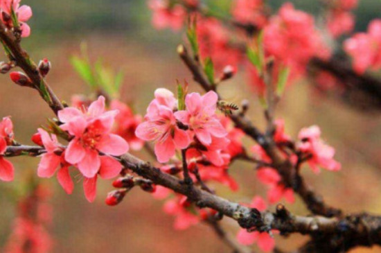 桃树开花前可以浇水吗