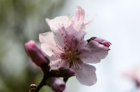 四季樱花一年开几次花