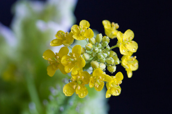 白菜花的寓意和象征