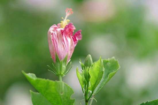 木槿花的花语和象征意义