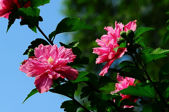 木槿花的花语和象征意义