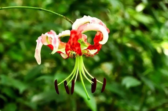 百合花的种类