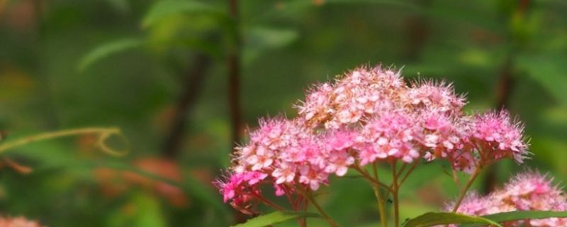 夕雾花的花语是什么