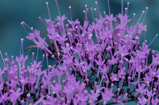 夕雾花的花语是什么