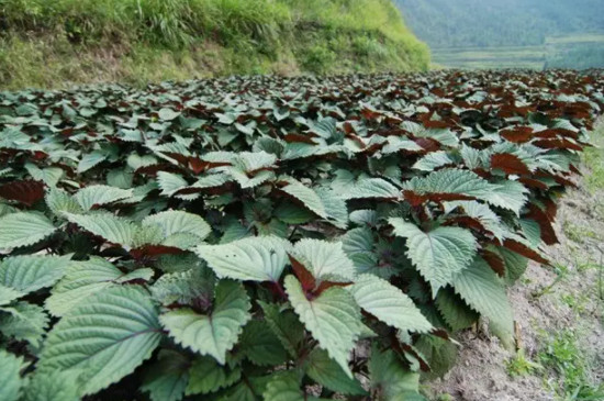 紫苏种植方法和注意事项