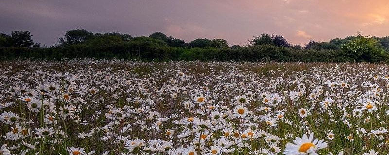 洋甘菊的花语及寓意