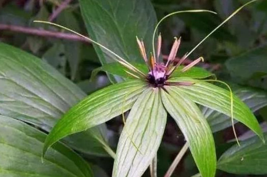 七叶一枝花别名