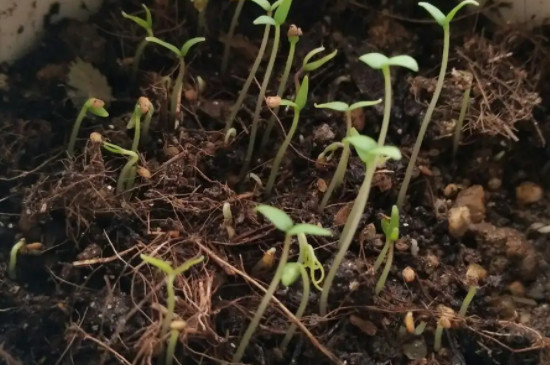 姑娘果的种植方法和时间